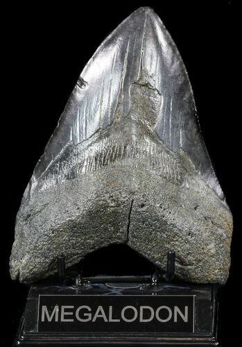 Fossil Megalodon Tooth - Georgia #56463
